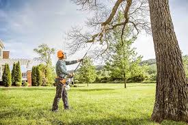 Reliable Allendale, CA Tree Services Solutions