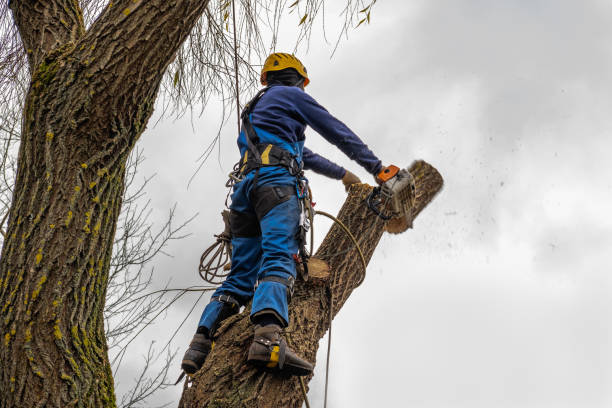 Best Seasonal Cleanup (Spring/Fall)  in Allendale, CA